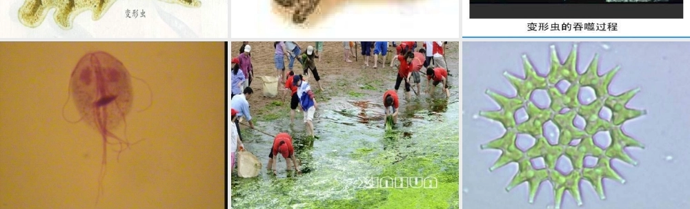 苏教小学科学六上《1.1．水滴里的生物》PPT课件(1)【加微信公众号 jiaoxuewuyou 九折优惠qq 1119139686】.ppt