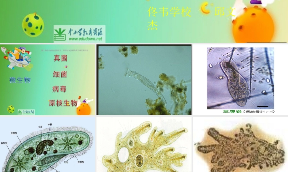 苏教小学科学六上《1.1．水滴里的生物》PPT课件(3)【加微信公众号 jiaoxuewuyou 九折优惠qq 1119139686】.ppt