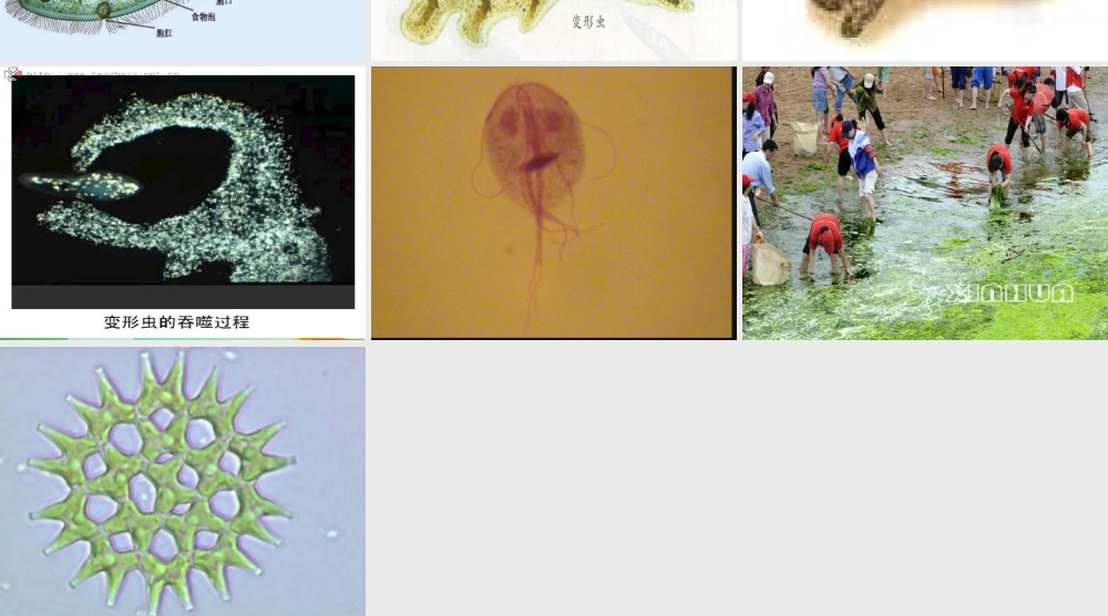苏教小学科学六上《1.1．水滴里的生物》PPT课件(3)【加微信公众号 jiaoxuewuyou 九折优惠qq 1119139686】.ppt