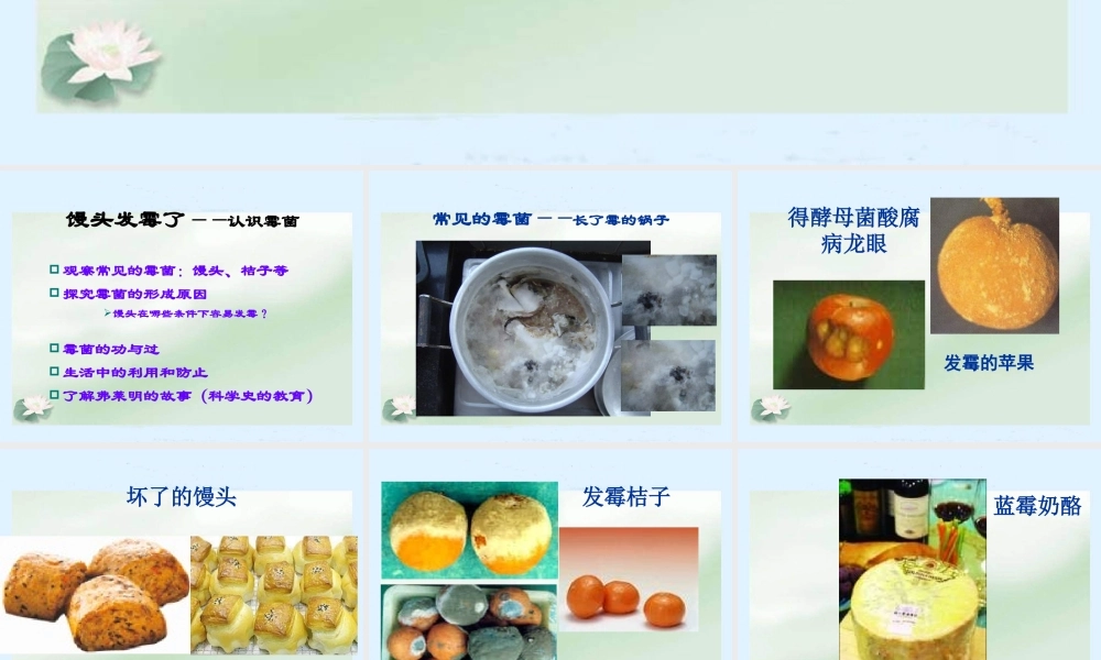 苏教小学科学六上《1.3．馒头发霉了》PPT课件(4)【加微信公众号 jiaoxuewuyou 九折优惠qq 1119139686】.ppt