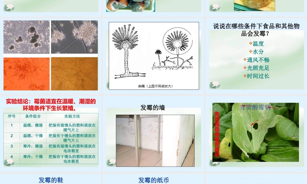 苏教小学科学六上《1.3．馒头发霉了》PPT课件(4)【加微信公众号 jiaoxuewuyou 九折优惠qq 1119139686】.ppt