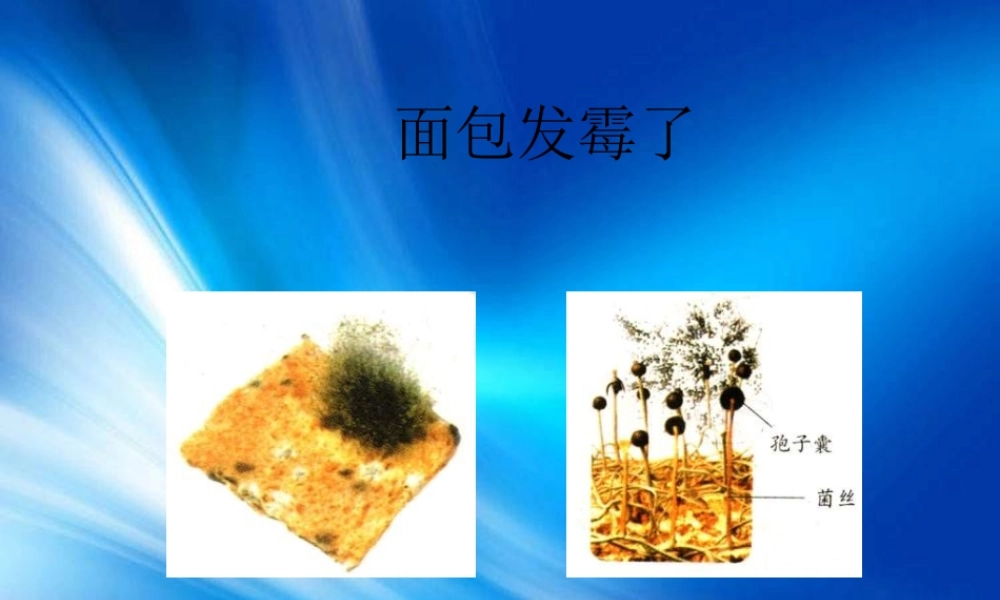 苏教小学科学六上《1.3．馒头发霉了》PPT课件(10)【加微信公众号 jiaoxuewuyou 九折优惠qq 1119139686】.ppt