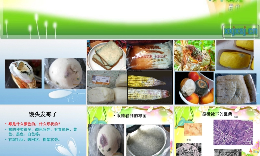 苏教小学科学六上《1.3．馒头发霉了》PPT课件(1)【加微信公众号 jiaoxuewuyou 九折优惠qq 1119139686】.ppt