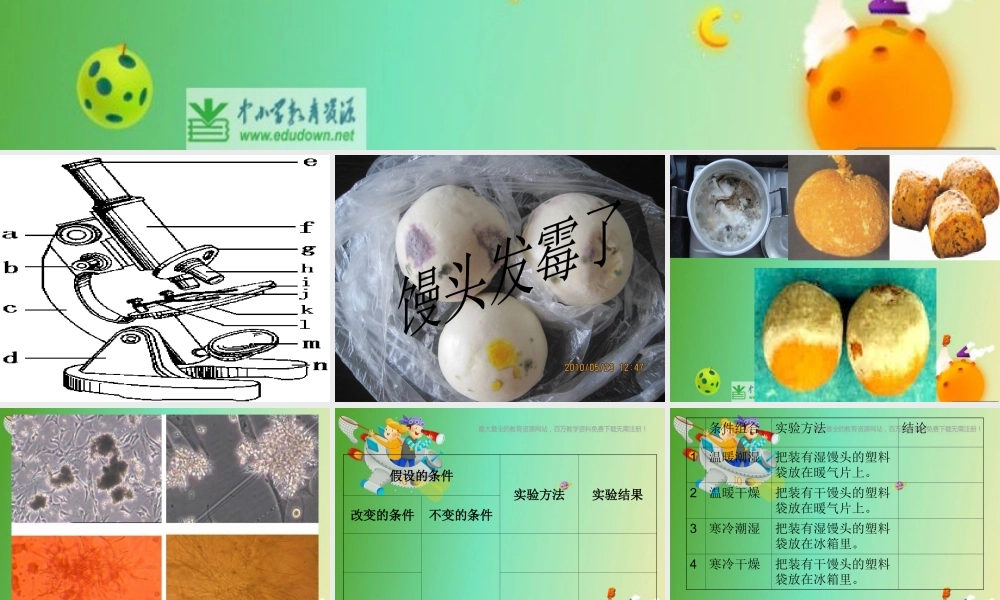 苏教小学科学六上《1.3．馒头发霉了》PPT课件(5)【加微信公众号 jiaoxuewuyou 九折优惠qq 1119139686】.ppt