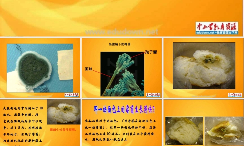 苏教小学科学六上《1.3．馒头发霉了》PPT课件(9)【加微信公众号 jiaoxuewuyou 九折优惠qq 1119139686】.ppt