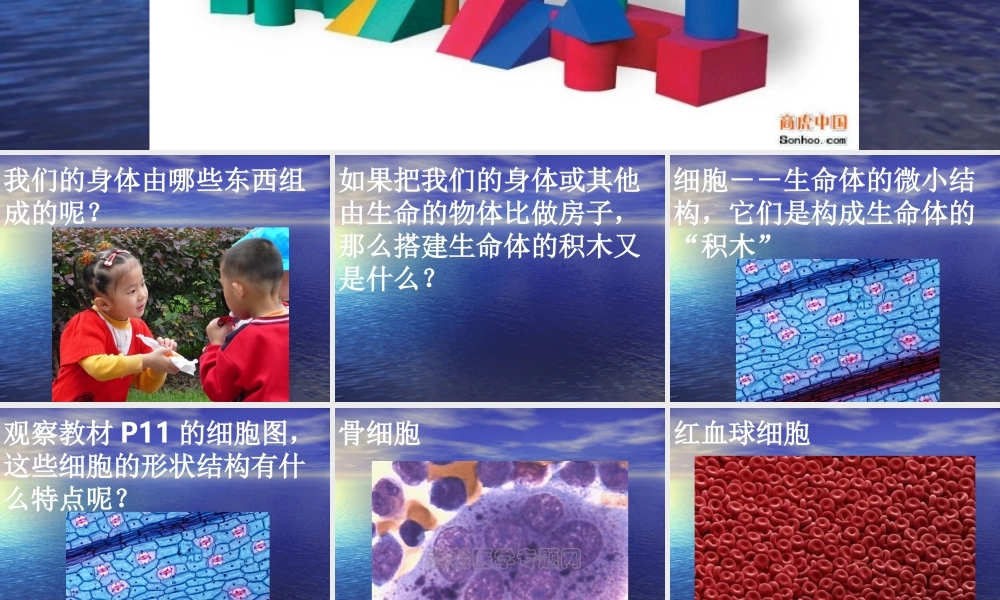 苏教小学科学六上《1.4．搭建生命体的“积木”》PPT课件(6)【加微信公众号 jiaoxuewuyou 九折优惠qq 1119139686】.ppt