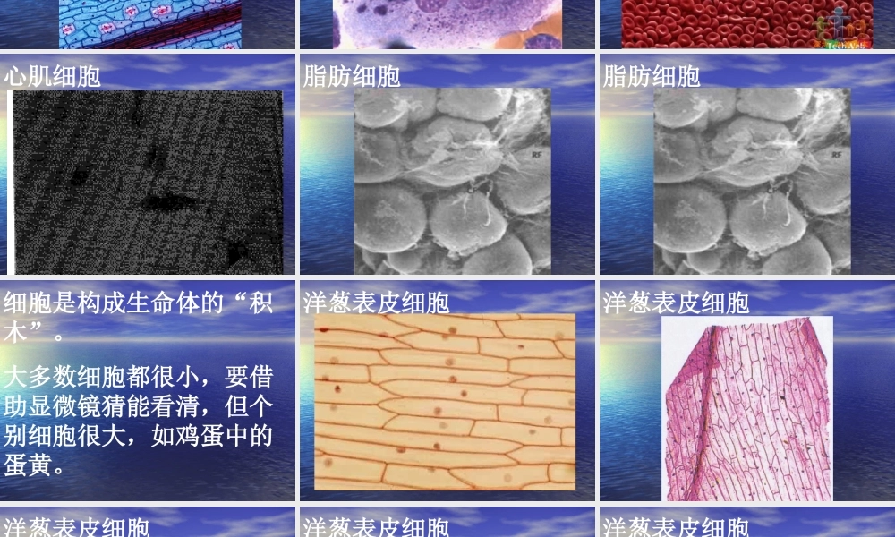 苏教小学科学六上《1.4．搭建生命体的“积木”》PPT课件(6)【加微信公众号 jiaoxuewuyou 九折优惠qq 1119139686】.ppt