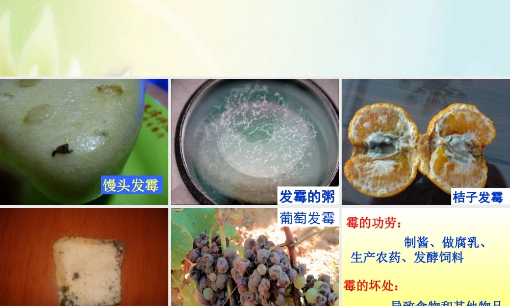 苏教小学科学六上《1.3．馒头发霉了》PPT课件(7)【加微信公众号 jiaoxuewuyou 九折优惠qq 1119139686】.ppt