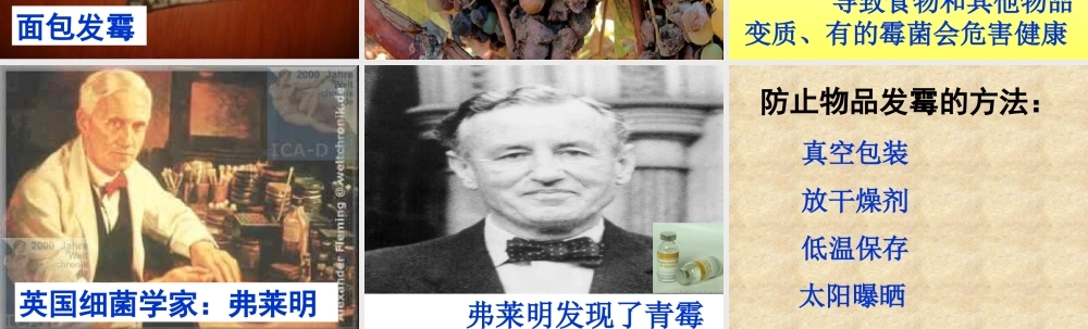 苏教小学科学六上《1.3．馒头发霉了》PPT课件(7)【加微信公众号 jiaoxuewuyou 九折优惠qq 1119139686】.ppt