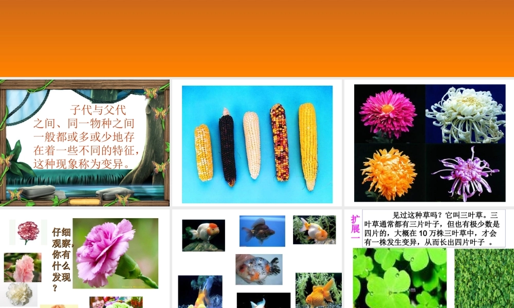苏教小学科学六下《2.2．生物的变异现象》PPT课件(8)【加微信公众号 jiaoxuewuyou 九折优惠qq 1119139686】.ppt