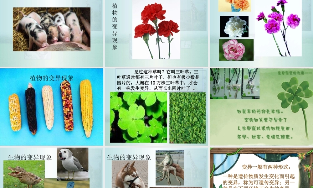 苏教小学科学六下《2.2．生物的变异现象》PPT课件(5)【加微信公众号 jiaoxuewuyou 九折优惠qq 1119139686】.ppt