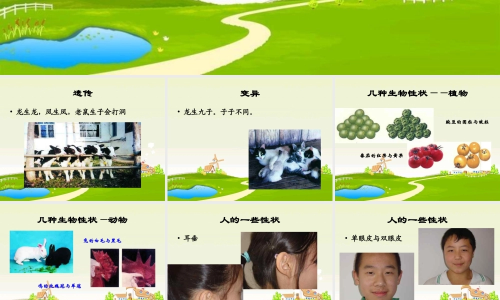 苏教小学科学六下《2.3．寻找遗传与变异的秘密》PPT课件(1)【加微信公众号 jiaoxuewuyou 九折优惠qq 1119139686】.ppt