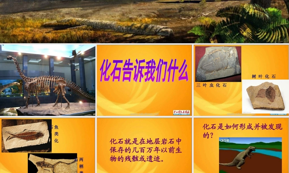 苏教小学科学六下《3.2.化石告诉我们什么》PPT课件 (2)【加微信公众号 jiaoxuewuyou 九折优惠qq 1119139686】.ppt