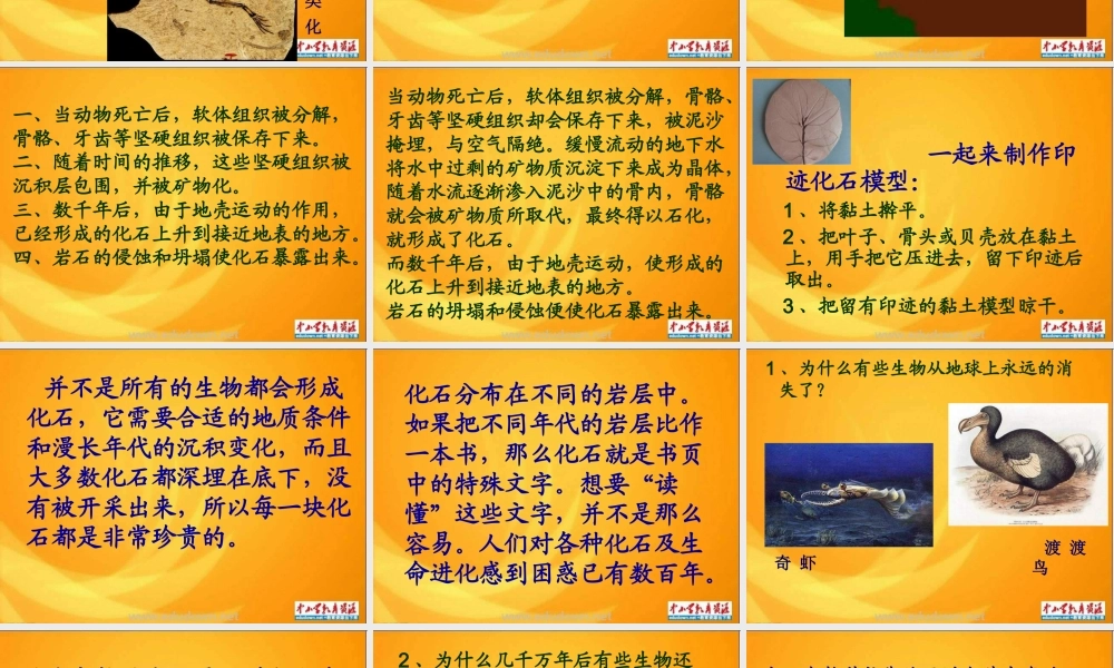 苏教小学科学六下《3.2.化石告诉我们什么》PPT课件 (2)【加微信公众号 jiaoxuewuyou 九折优惠qq 1119139686】.ppt