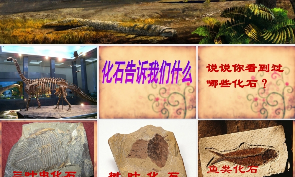 苏教小学科学六下《3.2.化石告诉我们什么》PPT课件 (1)【加微信公众号 jiaoxuewuyou 九折优惠qq 1119139686】.ppt