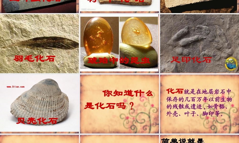 苏教小学科学六下《3.2.化石告诉我们什么》PPT课件 (1)【加微信公众号 jiaoxuewuyou 九折优惠qq 1119139686】.ppt