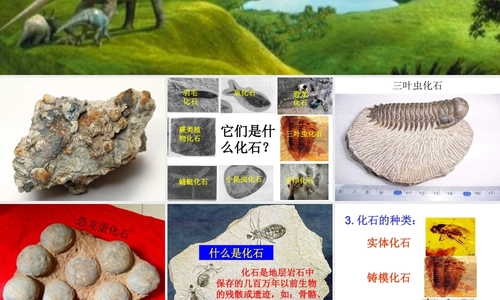 苏教小学科学六下《3.2.化石告诉我们什么》PPT课件 (6)【加微信公众号 jiaoxuewuyou 九折优惠qq 1119139686】.ppt