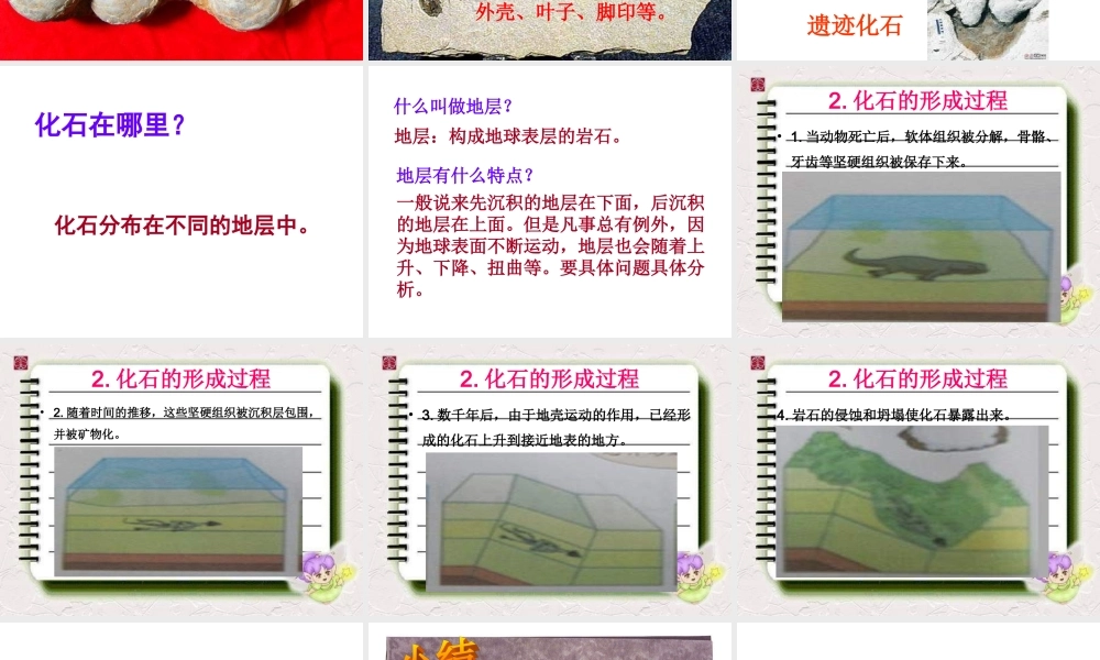 苏教小学科学六下《3.2.化石告诉我们什么》PPT课件 (6)【加微信公众号 jiaoxuewuyou 九折优惠qq 1119139686】.ppt