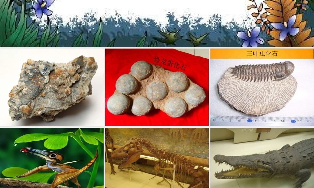 苏教小学科学六下《3.2.化石告诉我们什么》PPT课件 (4)【加微信公众号 jiaoxuewuyou 九折优惠qq 1119139686】.ppt