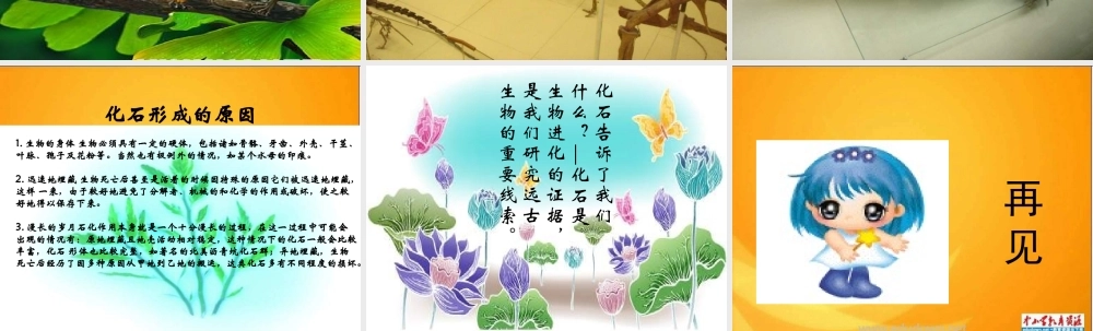 苏教小学科学六下《3.2.化石告诉我们什么》PPT课件 (4)【加微信公众号 jiaoxuewuyou 九折优惠qq 1119139686】.ppt