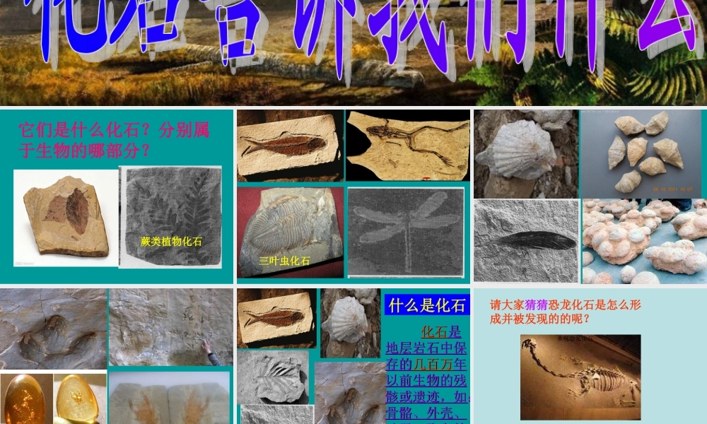 苏教小学科学六下《3.2.化石告诉我们什么》PPT课件 (5)【加微信公众号 jiaoxuewuyou 九折优惠qq 1119139686】.ppt