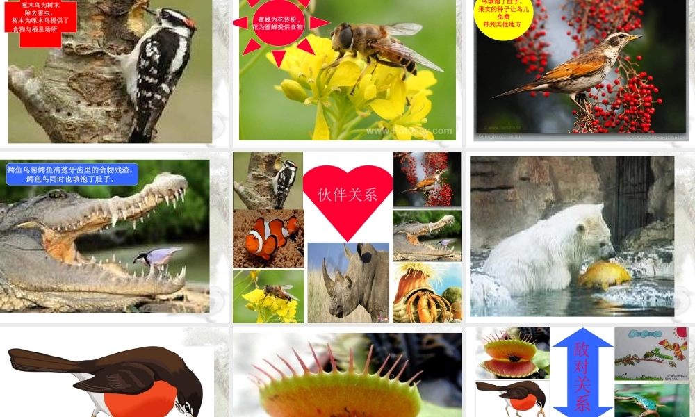 苏教小学科学六下《4.1.寻找生物的家园》PPT课件 (6)【加微信公众号 jiaoxuewuyou 九折优惠qq 1119139686】.ppt