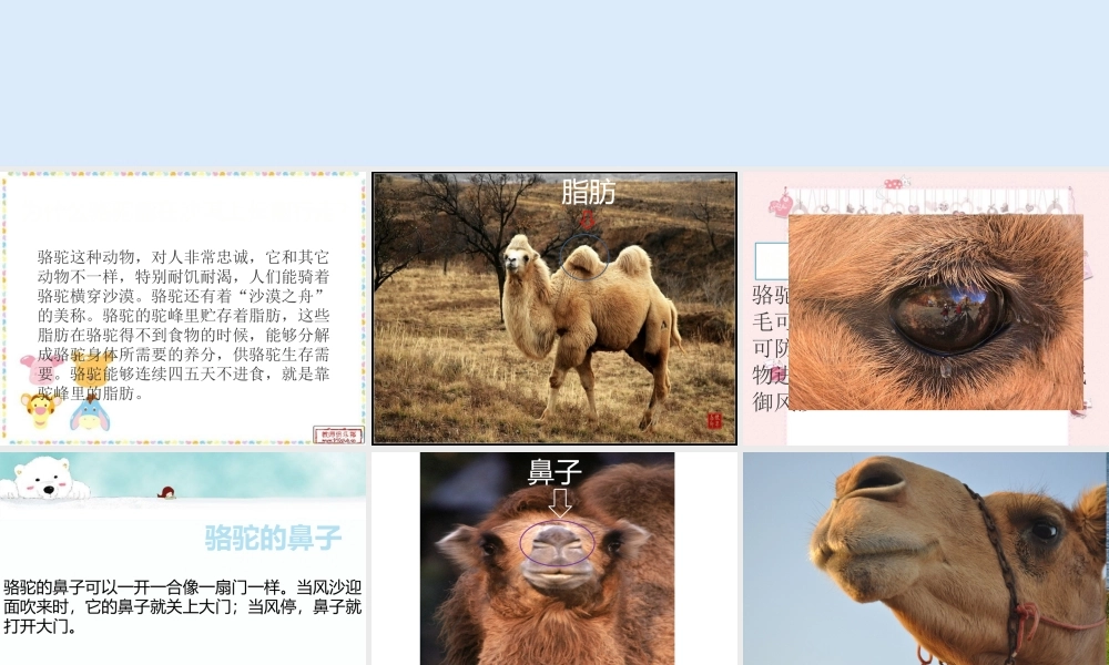 苏教小学科学六下《4.2.有利于生存的本领》PPT课件 (1)【加微信公众号 jiaoxuewuyou 九折优惠qq 1119139686】.pptx