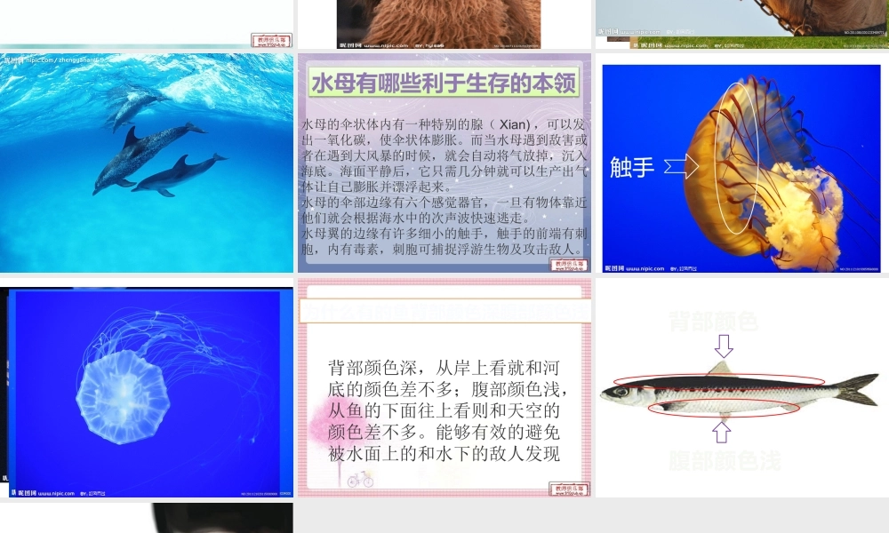 苏教小学科学六下《4.2.有利于生存的本领》PPT课件 (1)【加微信公众号 jiaoxuewuyou 九折优惠qq 1119139686】.pptx