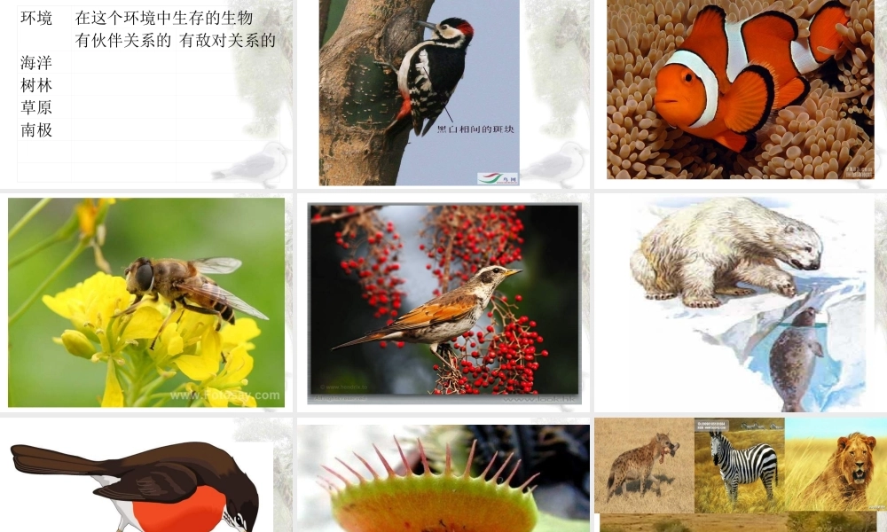 苏教小学科学六下《4.1.寻找生物的家园》PPT课件 (7)【加微信公众号 jiaoxuewuyou 九折优惠qq 1119139686】.ppt