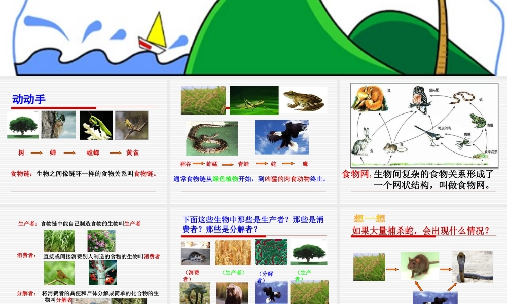 苏教小学科学六下《4.3.有趣的食物链》PPT课件 (6)【加微信公众号 jiaoxuewuyou 九折优惠qq 1119139686】.ppt