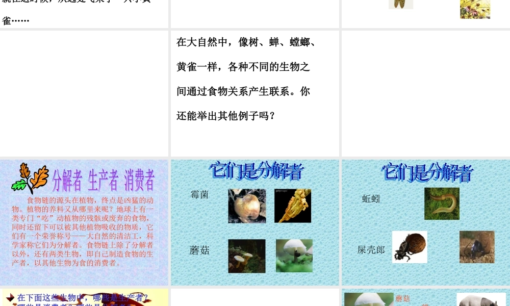 苏教小学科学六下《4.3.有趣的食物链》PPT课件 (9)【加微信公众号 jiaoxuewuyou 九折优惠qq 1119139686】.ppt