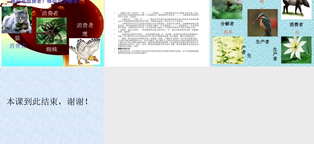 苏教小学科学六下《4.3.有趣的食物链》PPT课件 (9)【加微信公众号 jiaoxuewuyou 九折优惠qq 1119139686】.ppt