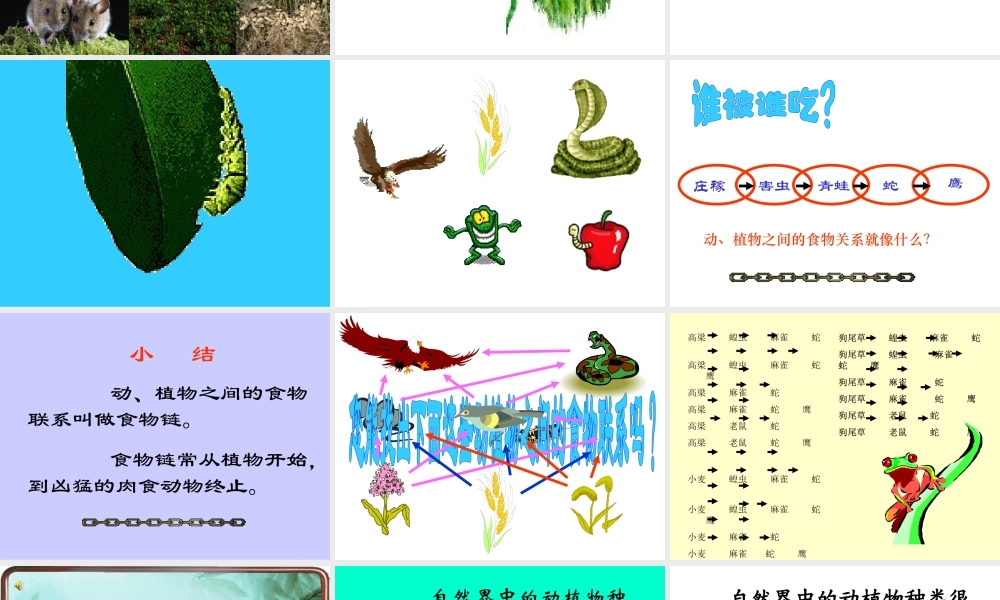 苏教小学科学六下《4.3.有趣的食物链》PPT课件 (2)【加微信公众号 jiaoxuewuyou 九折优惠qq 1119139686】.ppt