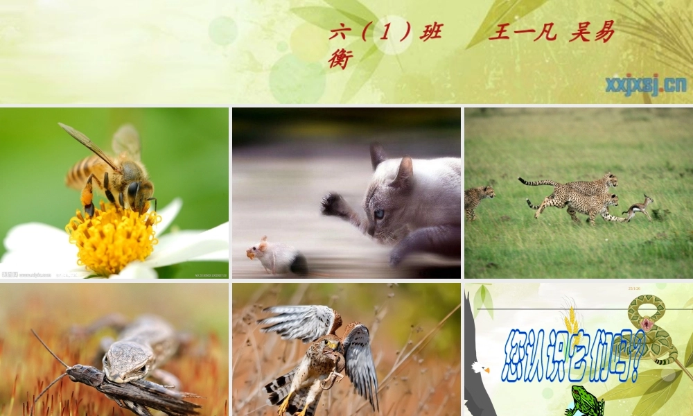 苏教小学科学六下《4.3.有趣的食物链》PPT课件 (8)【加微信公众号 jiaoxuewuyou 九折优惠qq 1119139686】.ppt