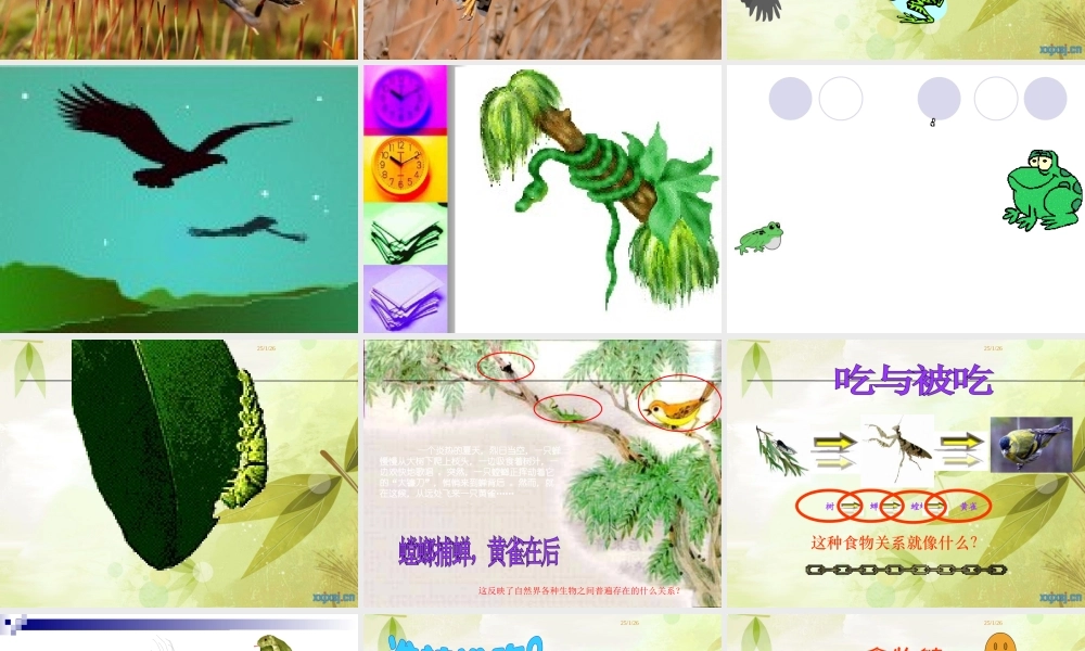 苏教小学科学六下《4.3.有趣的食物链》PPT课件 (8)【加微信公众号 jiaoxuewuyou 九折优惠qq 1119139686】.ppt