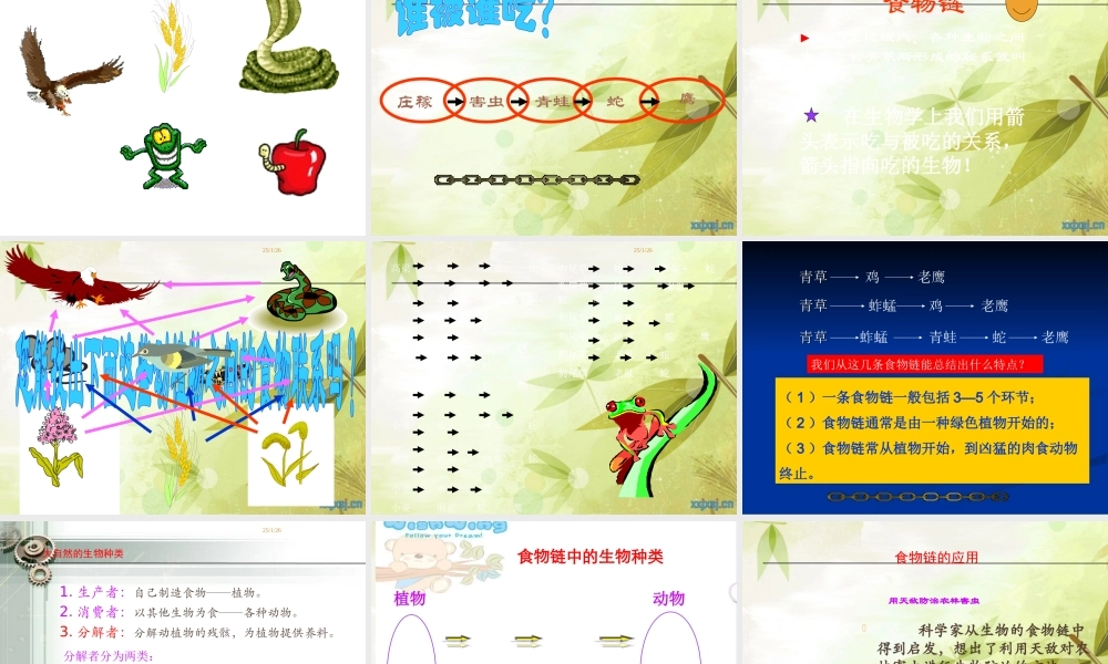 苏教小学科学六下《4.3.有趣的食物链》PPT课件 (8)【加微信公众号 jiaoxuewuyou 九折优惠qq 1119139686】.ppt