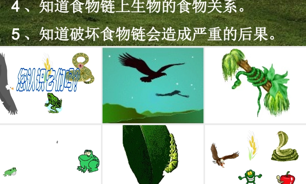 苏教小学科学六下《4.3.有趣的食物链》PPT课件 (12)【加微信公众号 jiaoxuewuyou 九折优惠qq 1119139686】.ppt