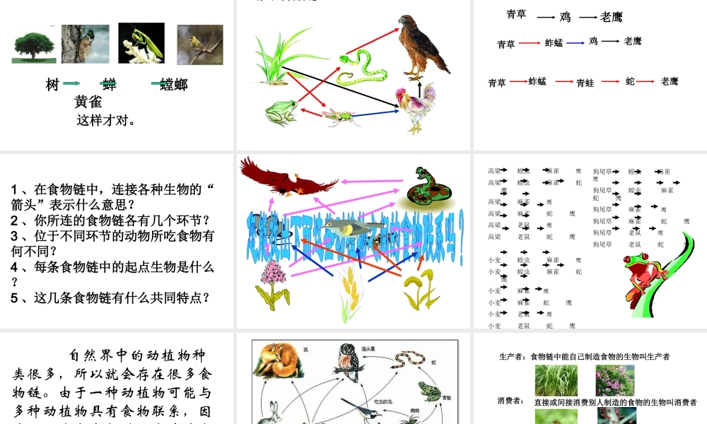 苏教小学科学六下《4.3.有趣的食物链》PPT课件 (12)【加微信公众号 jiaoxuewuyou 九折优惠qq 1119139686】.ppt
