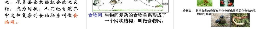苏教小学科学六下《4.3.有趣的食物链》PPT课件 (12)【加微信公众号 jiaoxuewuyou 九折优惠qq 1119139686】.ppt