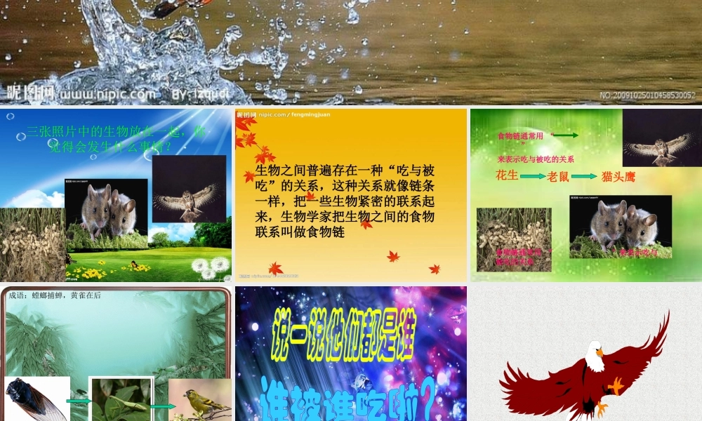 苏教小学科学六下《4.3.有趣的食物链》PPT课件 (4)【加微信公众号 jiaoxuewuyou 九折优惠qq 1119139686】.ppt