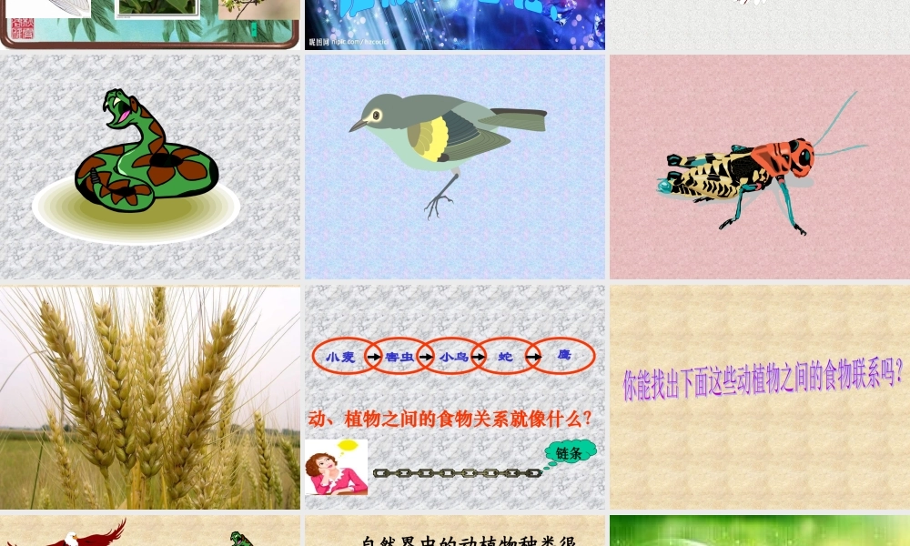 苏教小学科学六下《4.3.有趣的食物链》PPT课件 (4)【加微信公众号 jiaoxuewuyou 九折优惠qq 1119139686】.ppt