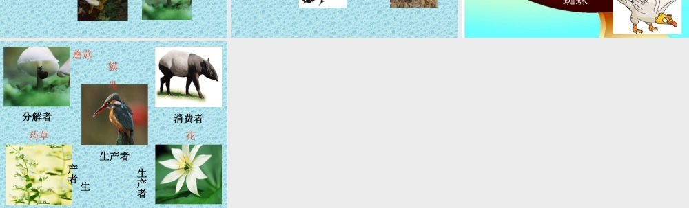 苏教小学科学六下《4.3.有趣的食物链》PPT课件 (14)【加微信公众号 jiaoxuewuyou 九折优惠qq 1119139686】.ppt