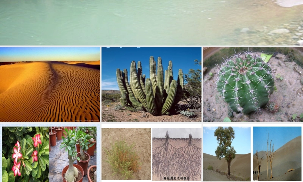 苏教小学科学六下《4.2.有利于生存的本领》PPT课件 (4)【加微信公众号 jiaoxuewuyou 九折优惠qq 1119139686】.ppt