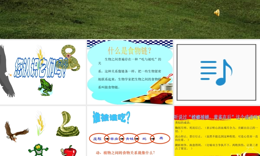 苏教小学科学六下《4.3.有趣的食物链》PPT课件 (13)【加微信公众号 jiaoxuewuyou 九折优惠qq 1119139686】.ppt