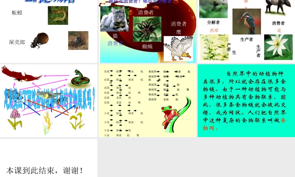 苏教小学科学六下《4.3.有趣的食物链》PPT课件 (13)【加微信公众号 jiaoxuewuyou 九折优惠qq 1119139686】.ppt