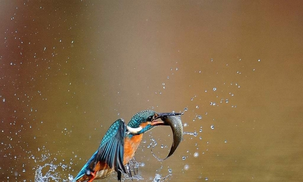 苏教小学科学六下《4.3.有趣的食物链》PPT课件 (11)【加微信公众号 jiaoxuewuyou 九折优惠qq 1119139686】.ppt