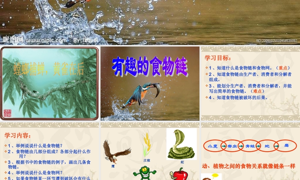 苏教小学科学六下《4.3.有趣的食物链》PPT课件 (11)【加微信公众号 jiaoxuewuyou 九折优惠qq 1119139686】.ppt