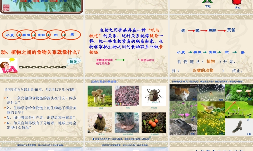苏教小学科学六下《4.3.有趣的食物链》PPT课件 (15)【加微信公众号 jiaoxuewuyou 九折优惠qq 1119139686】.ppt