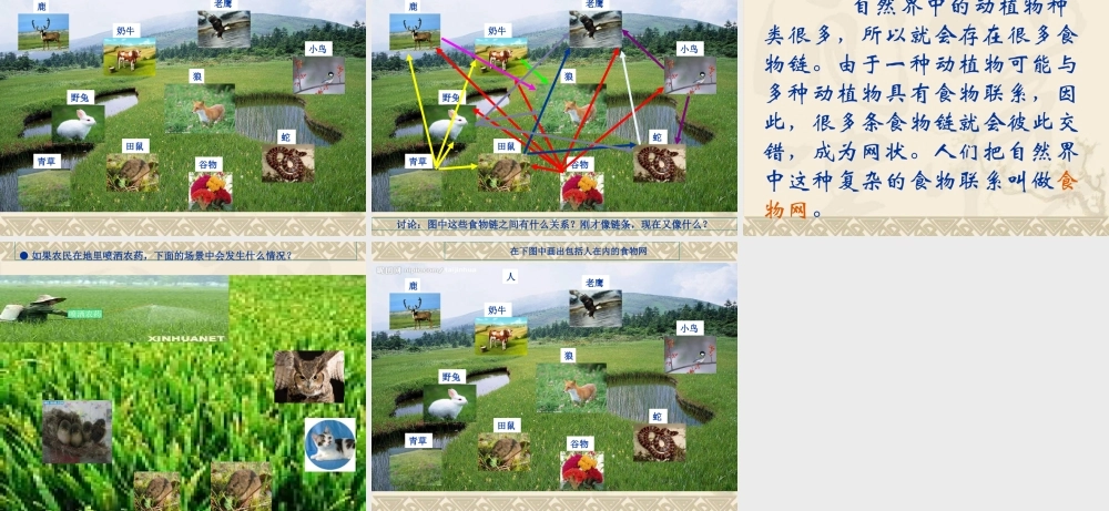 苏教小学科学六下《4.3.有趣的食物链》PPT课件 (15)【加微信公众号 jiaoxuewuyou 九折优惠qq 1119139686】.ppt