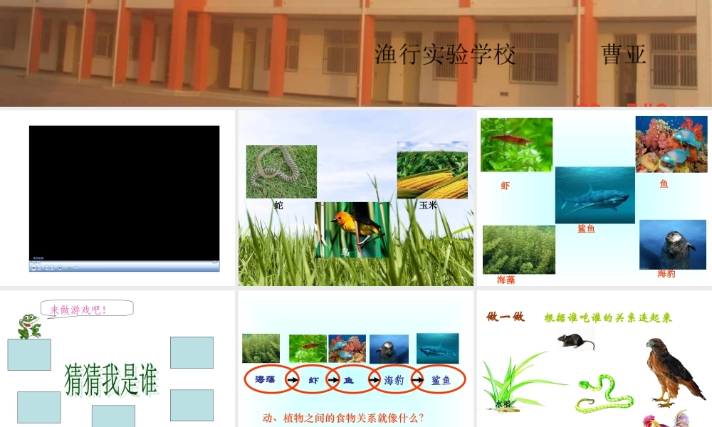 苏教小学科学六下《4.3.有趣的食物链》PPT课件 (16)【加微信公众号 jiaoxuewuyou 九折优惠qq 1119139686】.ppt